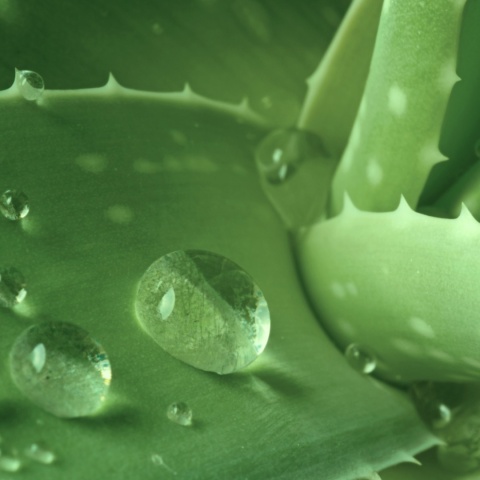 Profis Aloe Hair Balm Odżywka Aloesowa do Włosów 5L